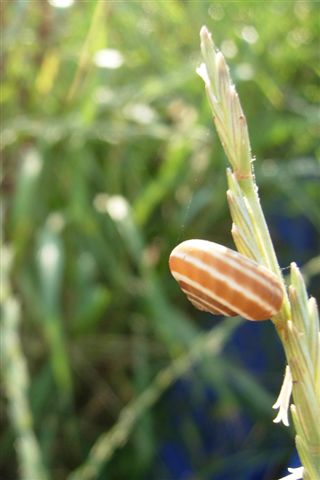 Cernuella neglecta